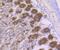 GPP34 antibody, NBP2-75515, Novus Biologicals, Immunohistochemistry paraffin image 