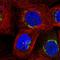 beta-Gal antibody, HPA040610, Atlas Antibodies, Immunofluorescence image 