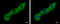 Poly(A) Binding Protein Cytoplasmic 1 antibody, GTX113954, GeneTex, Immunocytochemistry image 
