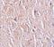 Leucine Rich Repeat Transmembrane Neuronal 4 antibody, PA5-21101, Invitrogen Antibodies, Immunohistochemistry frozen image 