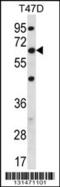 Family With Sequence Similarity 83 Member D antibody, 56-477, ProSci, Western Blot image 