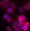 Protein Kinase C Delta antibody, orb14671, Biorbyt, Immunofluorescence image 