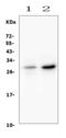 H1 Histone Family Member 0 antibody, A08821-1, Boster Biological Technology, Western Blot image 