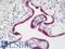 Growth Hormone 1 antibody, LS-B11723, Lifespan Biosciences, Immunohistochemistry frozen image 