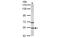 Chaperonin Containing TCP1 Subunit 2 antibody, MBS837758, MyBioSource, Western Blot image 