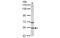 Chaperonin Containing TCP1 Subunit 2 antibody, MBS837758, MyBioSource, Western Blot image 