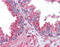 Tubulin Alpha 4a antibody, 51-608, ProSci, Immunohistochemistry frozen image 