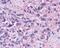 Neuropeptide Y Receptor Y4 antibody, NLS1069, Novus Biologicals, Immunohistochemistry frozen image 