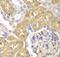Aldo-Keto Reductase Family 1 Member A1 antibody, FNab00260, FineTest, Immunohistochemistry frozen image 