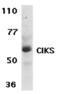 TRAF3 Interacting Protein 2 antibody, 56112, QED Bioscience, Western Blot image 