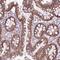 Theg Spermatid Protein Like antibody, HPA068093, Atlas Antibodies, Immunohistochemistry frozen image 