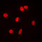 X-Ray Repair Cross Complementing 5 antibody, LS-C353017, Lifespan Biosciences, Immunofluorescence image 