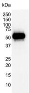 p53 antibody, MCA1701, Bio-Rad (formerly AbD Serotec) , Enzyme Linked Immunosorbent Assay image 
