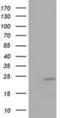 MOB Kinase Activator 1B antibody, NBP2-02715, Novus Biologicals, Western Blot image 