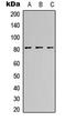 CANP antibody, LS-C356030, Lifespan Biosciences, Western Blot image 