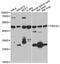 Tumor Susceptibility 101 antibody, MBS126289, MyBioSource, Western Blot image 