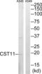 Cystatin 11 antibody, abx014402, Abbexa, Western Blot image 