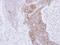 RAB3C, Member RAS Oncogene Family antibody, LS-C186008, Lifespan Biosciences, Immunohistochemistry paraffin image 