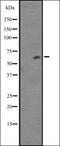 Fucosyltransferase 9 antibody, orb337343, Biorbyt, Western Blot image 