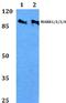 Microtubule Affinity Regulating Kinase 1 antibody, PA5-36396, Invitrogen Antibodies, Western Blot image 