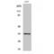 Cyclin Dependent Kinase 1 antibody, LS-C380666, Lifespan Biosciences, Western Blot image 