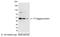 T7 tag antibody, NB600-377, Novus Biologicals, Western Blot image 