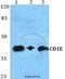 T-cell surface glycoprotein CD1e, membrane-associated antibody, A06184-1, Boster Biological Technology, Western Blot image 