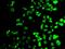 Factor Interacting With PAPOLA And CPSF1 antibody, orb247826, Biorbyt, Immunofluorescence image 