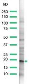 Claudin 1 antibody, ab15098, Abcam, Western Blot image 