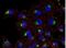 CD63 Molecule antibody, NB500-483, Novus Biologicals, Immunocytochemistry image 