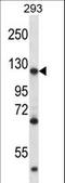 Matrin 3 antibody, LS-C164052, Lifespan Biosciences, Western Blot image 