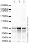 Synapsin I antibody, ab64581, Abcam, Western Blot image 