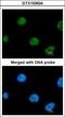 Zinc Finger Protein 211 antibody, GTX103624, GeneTex, Immunocytochemistry image 
