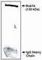 Mad3l antibody, PA1-12552, Invitrogen Antibodies, Western Blot image 