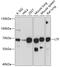 Lactotransferrin antibody, 16-354, ProSci, Western Blot image 