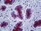 Mucin 1, Cell Surface Associated antibody, 70-007, ProSci, Immunohistochemistry frozen image 