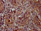 Microfibril Associated Protein 4 antibody, LS-C674220, Lifespan Biosciences, Immunohistochemistry paraffin image 