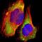 Ribosomal Protein L30 antibody, NBP1-82855, Novus Biologicals, Immunofluorescence image 