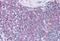 TNF Alpha Induced Protein 3 antibody, MBS244377, MyBioSource, Immunohistochemistry paraffin image 