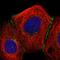 H7 antibody, HPA035121, Atlas Antibodies, Immunofluorescence image 
