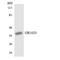 Olfactory Receptor Family 10 Subfamily J Member 3 antibody, LS-C200312, Lifespan Biosciences, Western Blot image 