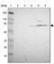 Gephyrin antibody, NBP1-87875, Novus Biologicals, Western Blot image 