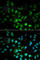 Upstream Transcription Factor 1 antibody, A1749, ABclonal Technology, Immunofluorescence image 
