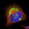 Chromosome 1 Open Reading Frame 43 antibody, NBP1-87986, Novus Biologicals, Immunofluorescence image 