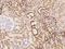 Pre-mRNA-splicing factor SLU7 antibody, 205773-T08, Sino Biological, Immunohistochemistry frozen image 