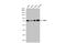 Yes Associated Protein 1 antibody, GTX129151, GeneTex, Western Blot image 