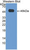 Delta Like Non-Canonical Notch Ligand 1 antibody, LS-C315020, Lifespan Biosciences, Western Blot image 