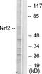 Nuclear Factor, Erythroid 2 Like 2 antibody, LS-C118534, Lifespan Biosciences, Western Blot image 