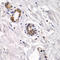 Calpain 3 antibody, LS-C348947, Lifespan Biosciences, Immunohistochemistry frozen image 