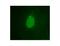 Emerin antibody, LS-C82323, Lifespan Biosciences, Immunocytochemistry image 